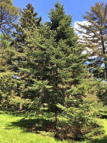 30 BALSAM FIR Tree Abies Balsamea Christmas Tree Silver Pine Canadian Fir Native Evergreen Seeds